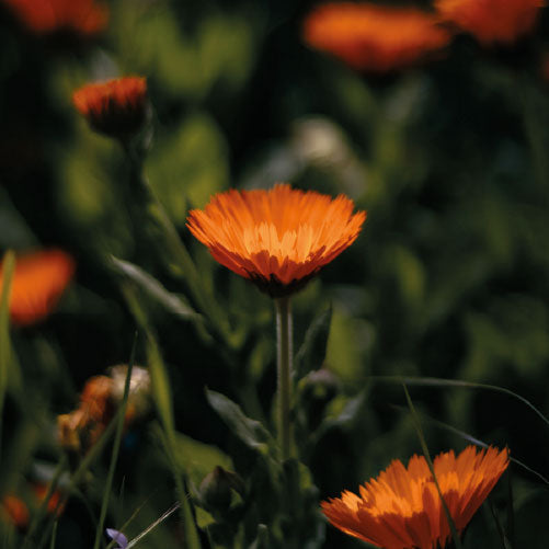 Un favorito: La caléndula ¡La planta que une tradición, salud y belleza!