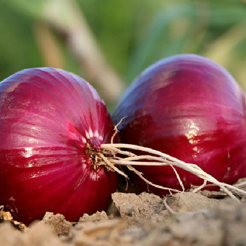 Cebolla: un legado ancestral para la salud capilar