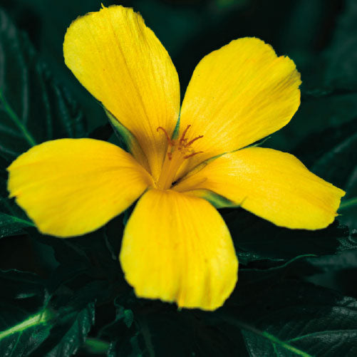 Damiana: la hierba de la vitalidad, el deseo y la armonía emocional