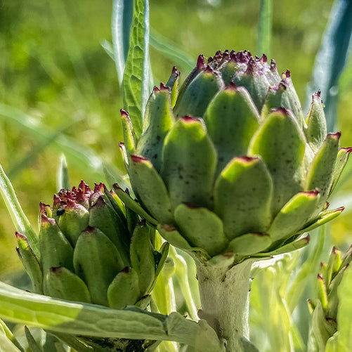 Alcachofa, el aliado natural para tu hígado y corazón