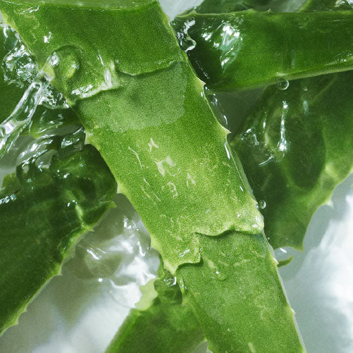 Aloe vera: mucho más que un calmante para la piel