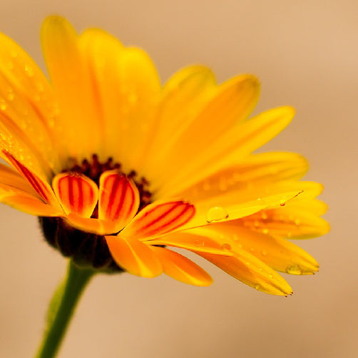 Conoce los beneficios de la caléndula