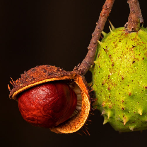 Castaño de Indias: Conoce todos sus beneficios para la piel