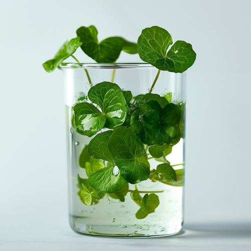 La Centella Asiática: El Ingrediente Que Le Hace Falta a Tu Rutina de Skin Care