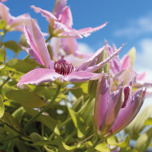 Del agite a la serenidad: el poder natural de la clemátide