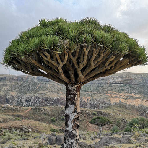 Sangre de Drago: un aliado natural para el bienestar digestivo