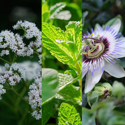 Valeriana, Passiflora y Toronjil, plantas ancestrales que hoy nos siguen cuidando