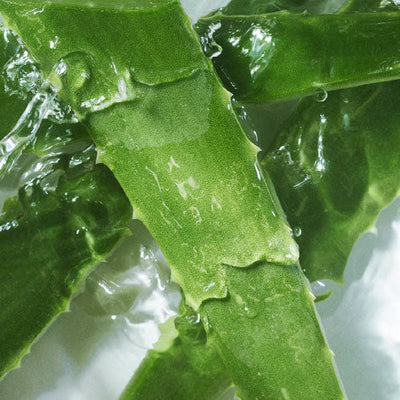 Aloe vera: mucho más que un calmante para la piel