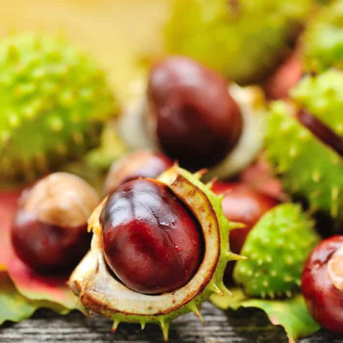 Castaño de Indias: un clásico natural para la circulación