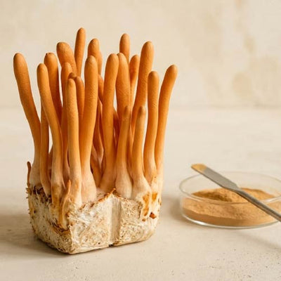 Cordyceps: el hongo funcional que acompaña tu energía y vitalidad