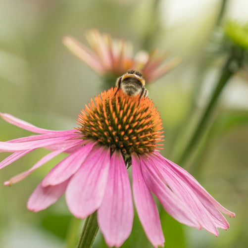 ¿Conocías la Echinacea Purpurea? Una Planta medicinal