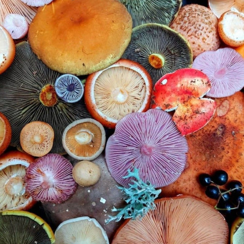 Reishi y hongos funcionales: Cómo incorporarlos en el día a día