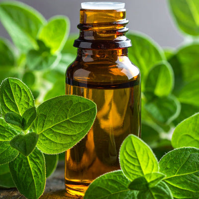 Aceite de orégano: bienestar natural en cada gota