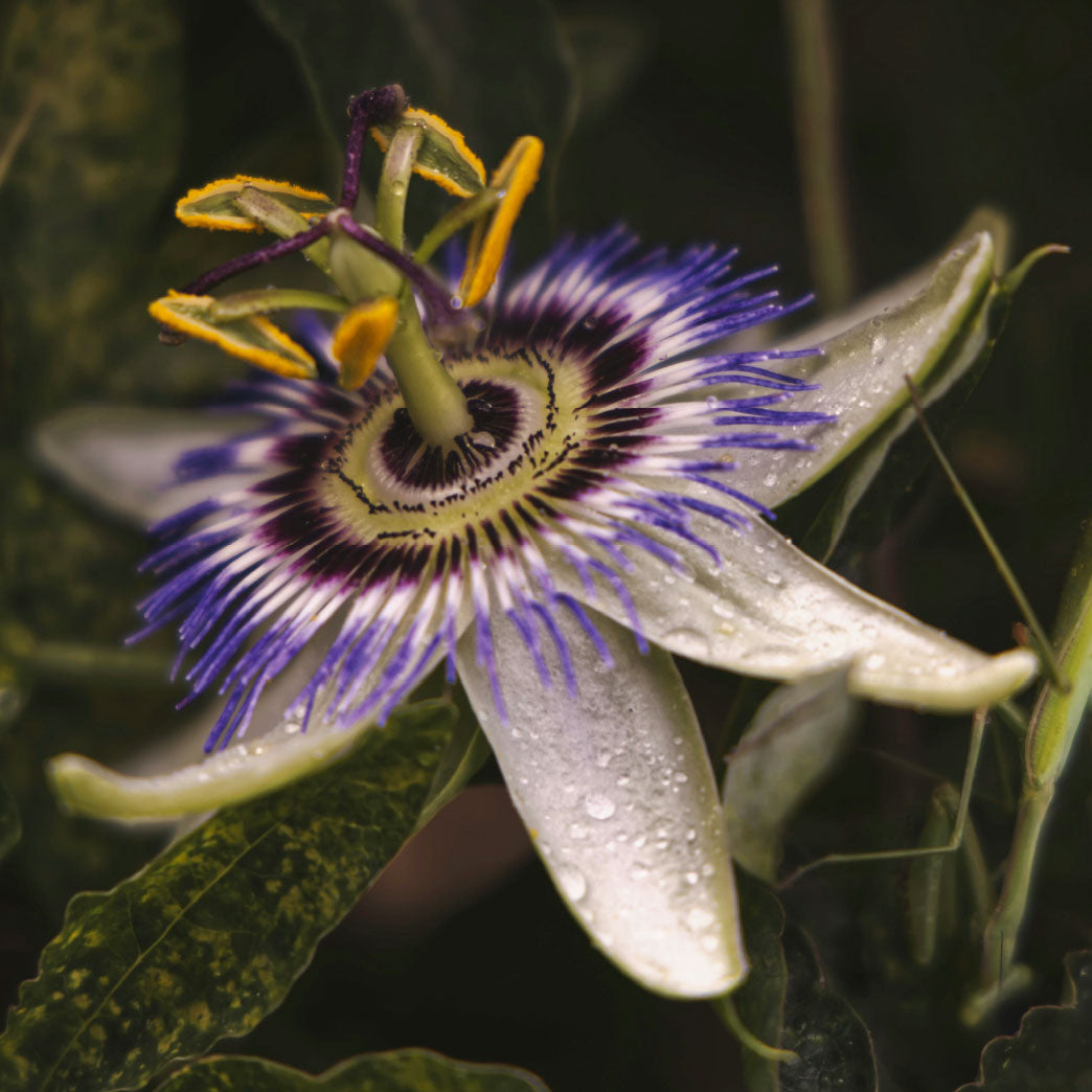 Pasiflora: la planta del bienestar y la tranquilidad natural